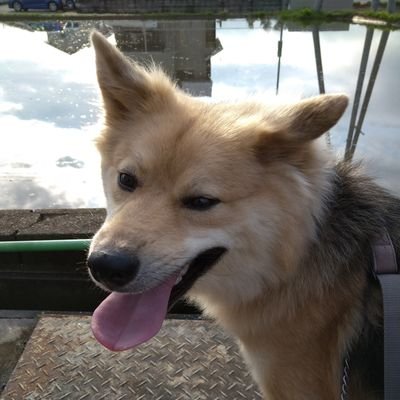 元野犬を脱走させた事からツイッターを始めました。皆様のお陰で犬も捕獲でき、他の迷子犬猫が無事にお家に帰れるように少しでも力になりたいです。
同居🐶1😺4
🌈2022/9/30 保護猫のてんちゃん(♂2歳)が猫白血病ウイルスによる貧血でお空へ行きました
2022/12/10 😺きび♂1歳位で保護。エイズキャリア。