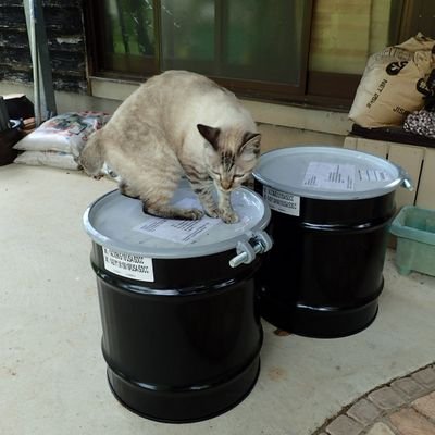 大阪市立自然史博物館　学芸員　無脊椎動物化石担当