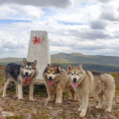 Brecon Beacons NP Ambassador 
Ordnance Survey Champion 
Insta..adventure_dogs_wales
Insta RunningDaps