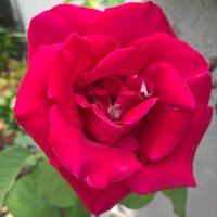 womaningreen (@womaningreen2) 's Twitter Profile