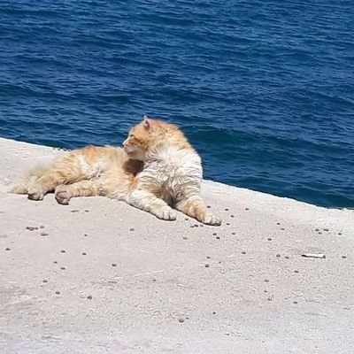 georgireblingz1's profile picture. I hustle not to compete with friends but to fight poverty