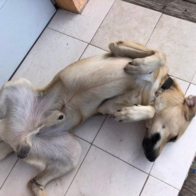 I love everyone (BLM) follow and see me on my journey to a 2 year old love you all LOVE BEATS HATE❤️❤️❤️🐶🐶