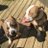 Twitter result for Corgi Classics from PeppySheppys