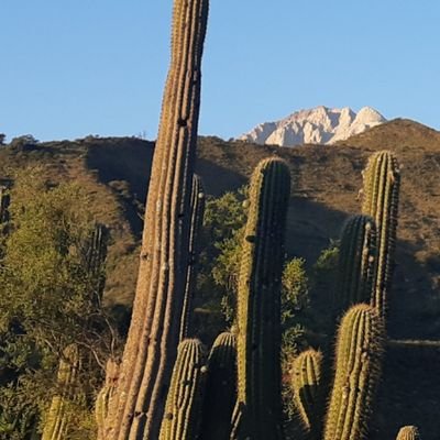 Nuez agroecológica. Pequeña producción artesanal. Nogales de montaña, a 1800 mts de altura. 
Directo del productor al consumidor.