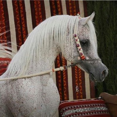 fairuzmo1234's profile picture. ‏‏مصارع سابق ومقاتل شوارع سابقا