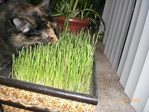 meowiamlucy1's profile picture. 