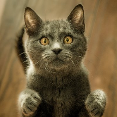 gc1618_'s profile picture. Photo by Verne Ho