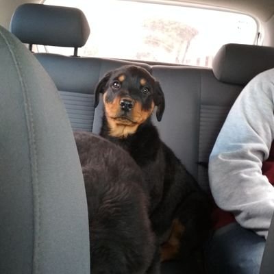 flopidemetal's profile picture.