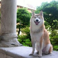 Scott Simon 史國良 (@ssimon_chelsea) 's Twitter Profile Photo