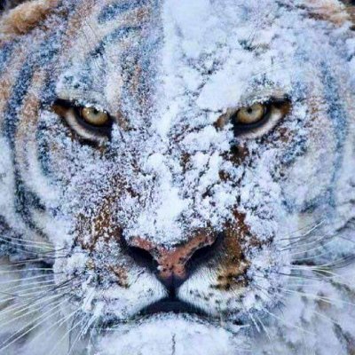 MxSapereAude's profile picture. Primero DIOS, Mi familia y mi Patria. Cultura del esfuerzo. Conservador. Valores cristianos.