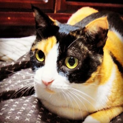 猫と釣りとサバイバルゲームが大好きな男やとです…(-_-