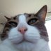 Tolstoy, Hemingway, & Maudie (@me_llamotolstoy) Twitter profile photo Tolstoy, Hemingway, & Maudie (@me_llamotolstoy) Twitter profile photo