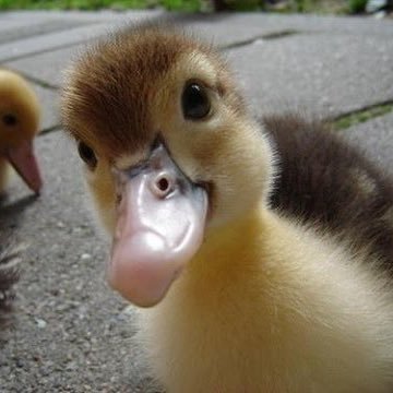 I’m a little baby ducky with big duck energy (and I DISLIKE geese) - I am not a bot, I am a duck!