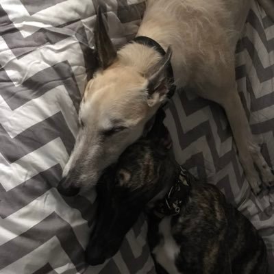 v62didi's profile picture.