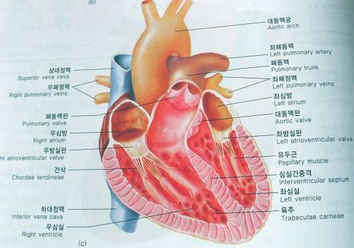 cardiohumanist's profile picture. 서울아산병원 심장내과 병동 코디네이터: 입으로 먹고삽니당!
요리하는 남편: 강동구 길동 차도주 사장님이십니다^^
딸 나린이:2010년 6월 6일 탄생~~ 보고만 있어도 행복, 감동!!
내가 봐도 뿌듯하고 남들이 봐도 멋진 여자가 되고픈..