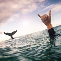 Alex Web (@huffpuffalex) Twitter profile photo