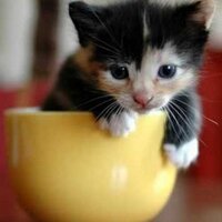 Lynn π π
(@thekittensmeow) 's Twitter Profile