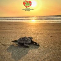 Contamos Contigo Ecuador (@contigo_ecuador) 's Twitter Profile