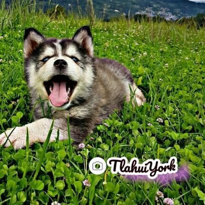 TlahuiY's profile picture. Santa María Tlahuitoltepec, Mixe, Oaxaca. ayuujk jääy/xaam jääy  
ËY KU MMENTË KU MJÄ'ÄTTË
#jaEtJaNäjxwiiny
#PaisajeAyuujk
#Musica/SUUN
#jaKaakyJatokxj
#Memes