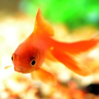 Goldfish Guide(@GoldfishGuide) 's Twitter Profile Photo