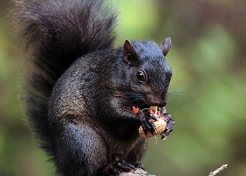 Canadian Squirrel living the easy life at the Chilliwack Country Club. Those Central Park darts have no idea what they're missing.