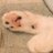 にゃんきちのアイコン