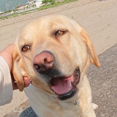 そこらへんの獣医たまご
めっちゃ趣味広くなりたい
うみとやまと温泉と食べるのがすき
🍊🍊🍊