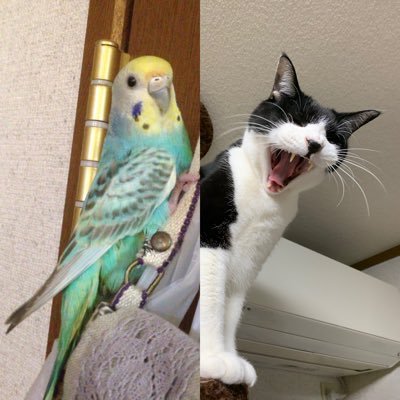 ハチワレにゃんさんのプロフィール画像