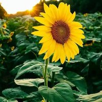 Jalisco Libre (@librejalisco) 's Twitter Profile