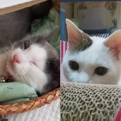 nekonomietolu's profile picture. 【みー】女の子 2004/08/02に拾いました🖤
【るー】女の子 2020/04/10父の友人宅産まれ🖤【茶茶丸】2021/11/19に市の愛護施設からきました🖤

【Mie】Adopted in August 2nd 2004🖤
【Lu】Born in April 10th 2020🖤