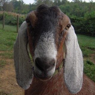 HilltopSprings's profile picture. Backyard Farmers and Science Geeks