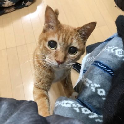 ciaolechat's profile picture. SUZUKIのハスラー（橙）  HONDAのハンターカブ（黄）保有  2025/08 CMLと診断、治療開始、順調