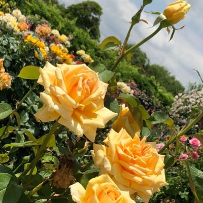 徒然さんのプロフィール画像