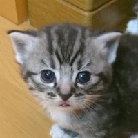 コンデジGOGO (@qidle4) 's Twitter Profile
