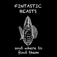 fintasticbeasts(@fintasticbeasts) 's Twitter Profile Photo fintasticbeasts(@fintasticbeasts) 's Twitter Profile Photo