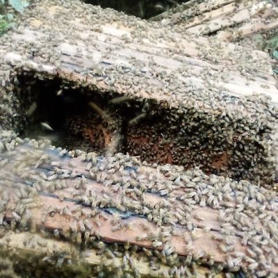 OdetokunAdebayo's profile picture. I am a professional Beekeeper