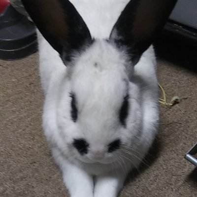 SugarBe93404008's profile picture. I like critters and games.