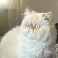 hakkı bahar (@bahar_hakk) Twitter profile photo