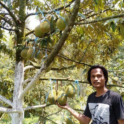 Jual bibit durian musang king, bawor, ochee/durihitam unggul hasil okulasi.
Tlpn/wa 085729966655