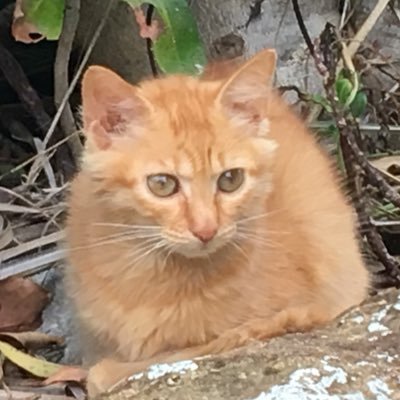 tanukiyon's profile picture. キャッチャーの重要性