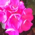 Gerda Lackerer (@lackerer) Twitter profile photo Gerda Lackerer (@lackerer) Twitter profile photo
