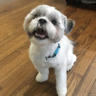 laurapines_'s profile picture. •she/her•your local infp•