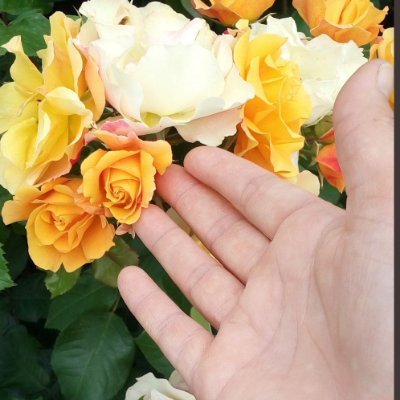 MLHTvMHMMT's profile picture. Çocuk Gelişimci /Sosyoloji,
İyi bir sosyolog,
İlahiyat / Adalet,
Niyetiniz Kaderiniz.