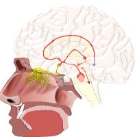 Ali Mian, MD (@alimian) 's Twitter Profile Photo