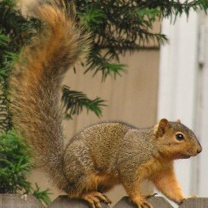 SageOfSquirrels's profile picture. Older than I seem, younger than I feel. * He/Him. * Lifelong Learner, Storyteller, and Wrangler of K-8 Squirrels. * MEd Montessorian, BSA Bard-of-all-Trades.