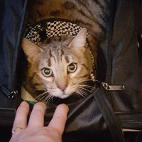 Veronica L Peterson (@verolpeterson) 's Twitter Profile