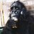 JJMooolar's profile image