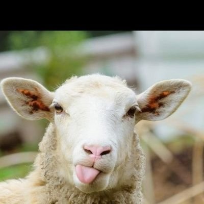 SheepMma Profile Picture