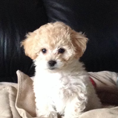 OntarioLl's profile picture. A Canadian patriot who cherishes her freedom