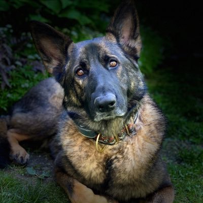 Here for the dogs. Proud FF Mom #BacktheRed🚒. Ret. ACO #BacktheBlue 🚓 #GSD #snifferdog